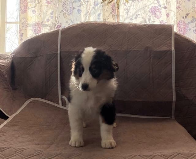 Miniature American Shepherd Puppies CC & Marcel media 11