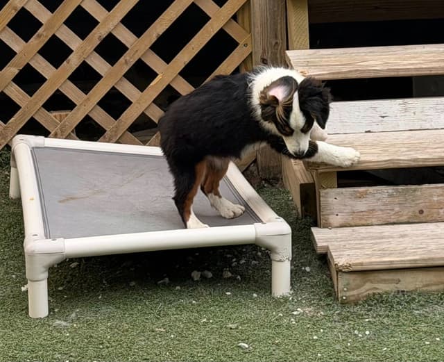 Miniature American Shepherd Puppies CC & Marcel media 8