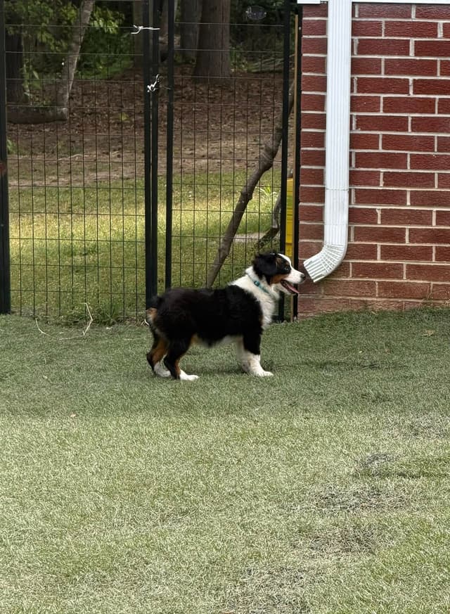 Miniature American Shepherd Puppies CC & Marcel media 4