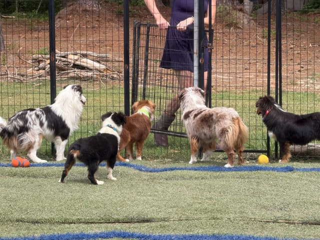 Miniature American Shepherd Puppies CC & Marcel media 5