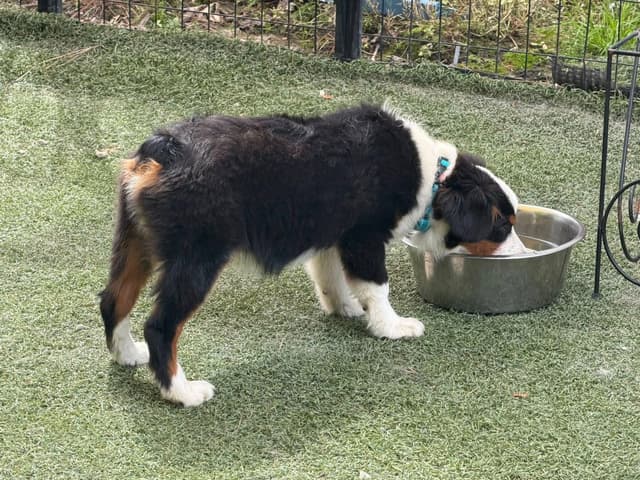 Miniature American Shepherd Puppies CC & Marcel media 6
