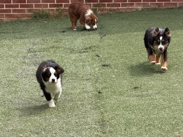 Miniature American Shepherd Puppies CC & Marcel media 7