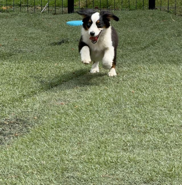 Miniature American Shepherd Puppies CC & Marcel media 3