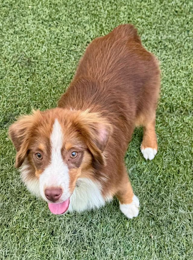 Miniature American Shepherd Puppies Gemma & Uri media 17