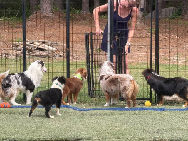 Miniature American Shepherd Puppies Gemma & Uri media 21