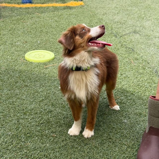 Miniature American Shepherd Puppies Gemma & Uri media 22