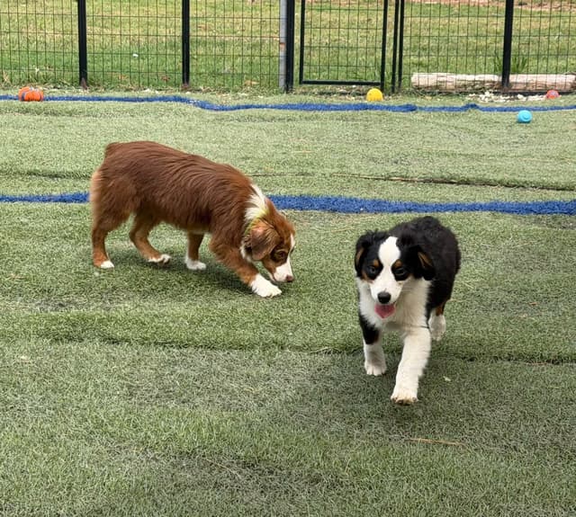 Miniature American Shepherd Puppies Gemma & Uri media 23
