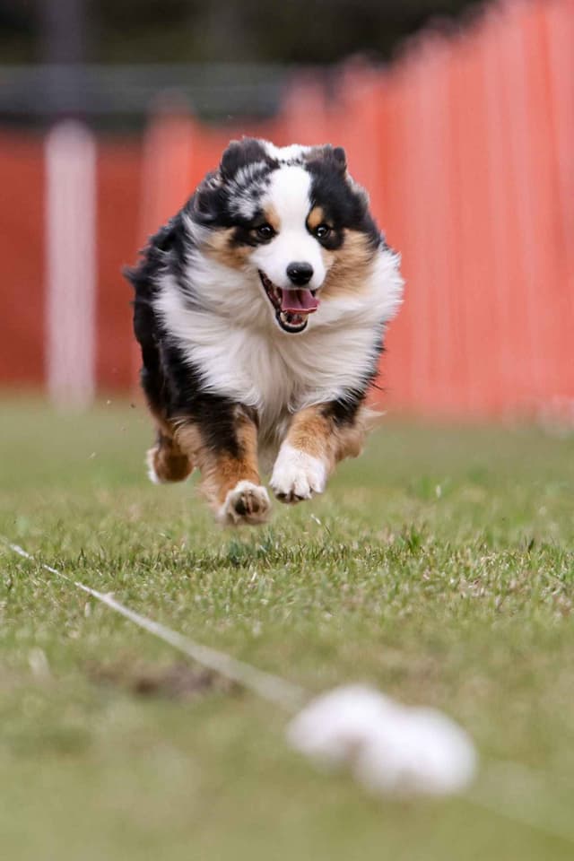 Miniature American Shepherd Puppies - Davina & Xylo media 2