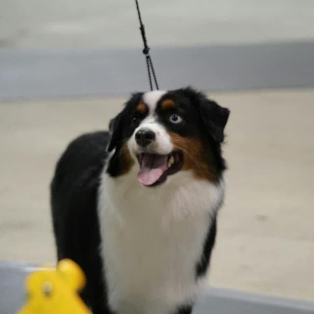 Miniature American Shepherd Puppies - Davina & Xylo media 4