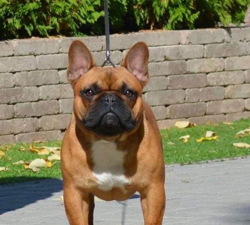 French Bulldog Puppies breeder image 3