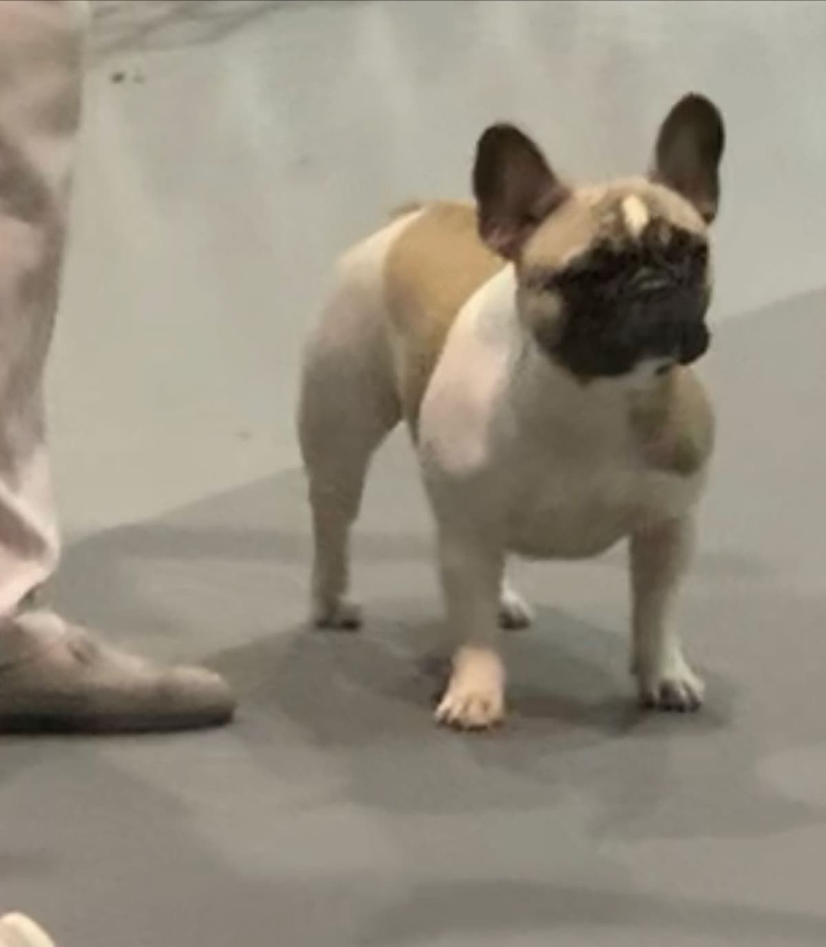 French Bulldog Puppies breeder image 7