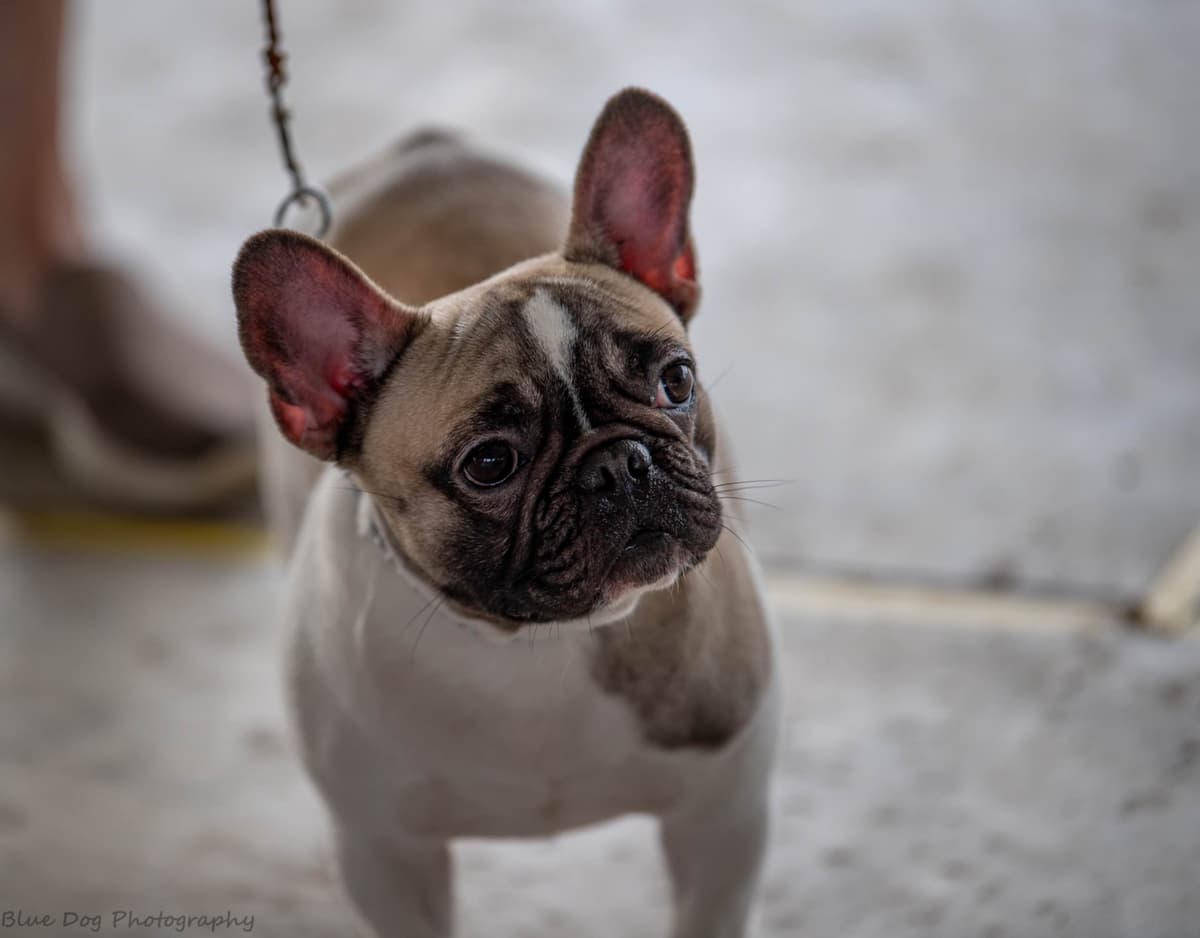 French Bulldog Puppies breeder image 8