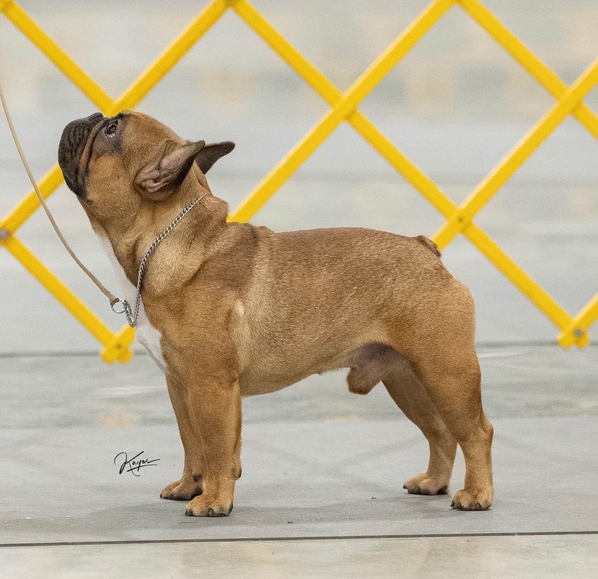 French Bulldog Puppies breeder image 9