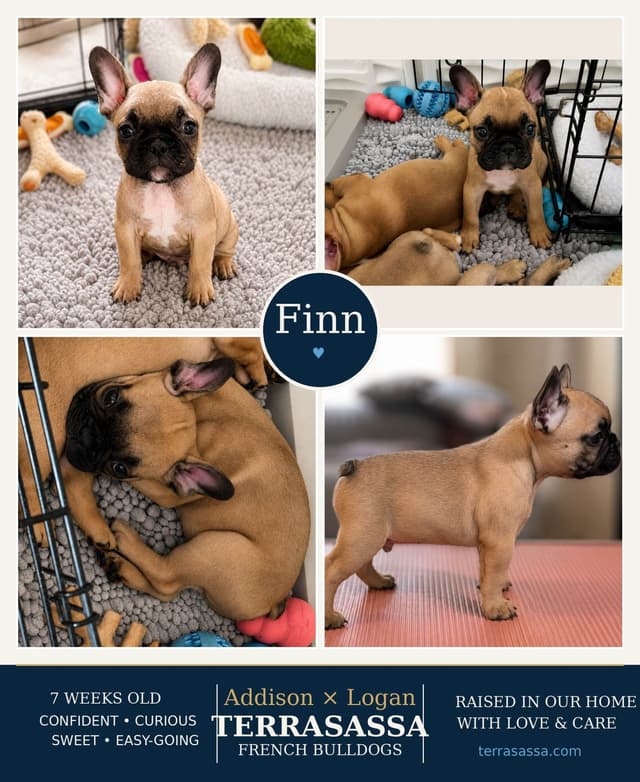 French Bulldog Puppies - Puppy culture raised media 7