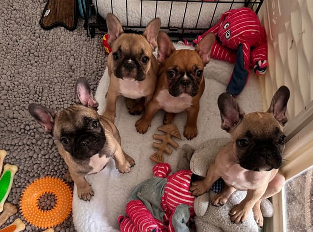 French Bulldog Puppies - Puppy culture raised media 9