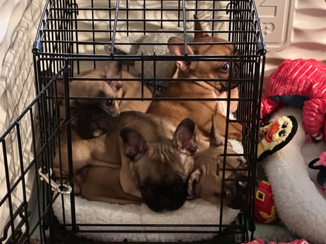 French Bulldog Puppies - Puppy culture raised media 10