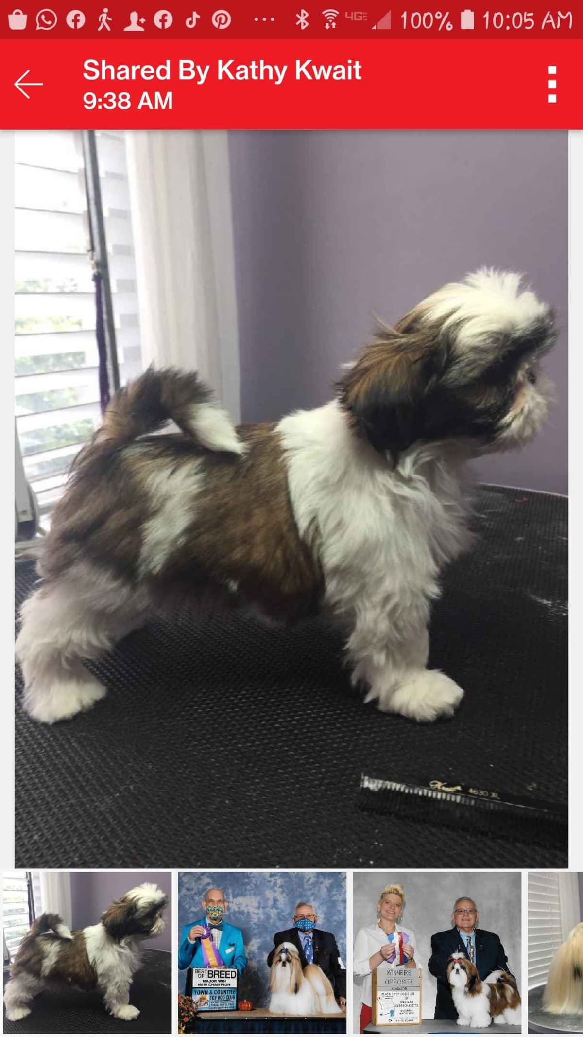 Shih Tzu Puppies Grand Champion Dam and Sire breeder image 3