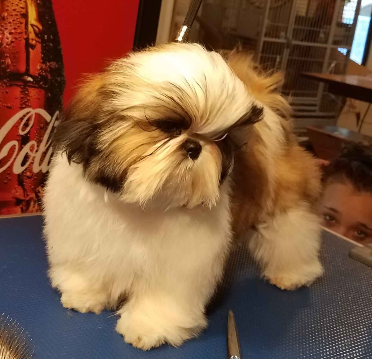 Shih Tzu Puppies Grand Champion Dam and Sire breeder image 4