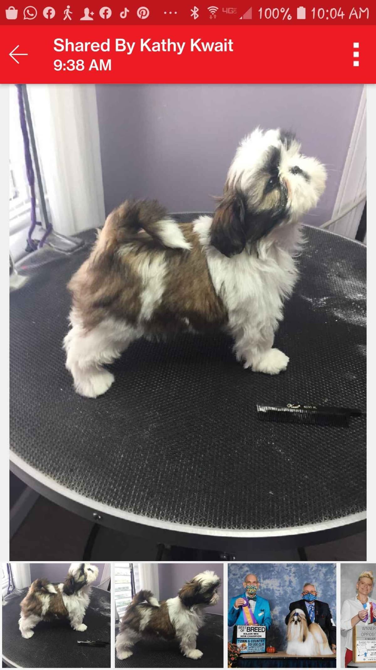 Shih Tzu Puppies Grand Champion Dam and Sire breeder image 5