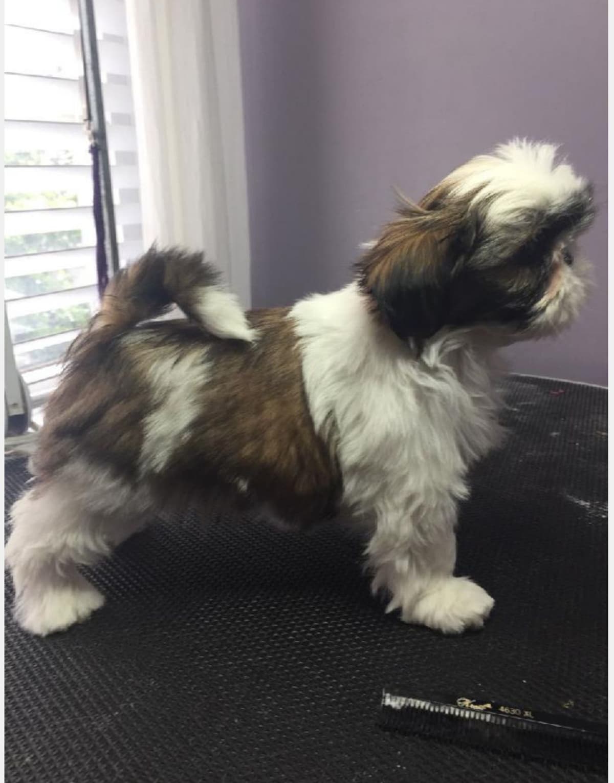 Shih Tzu Puppies Grand Champion Dam and Sire breeder image 7
