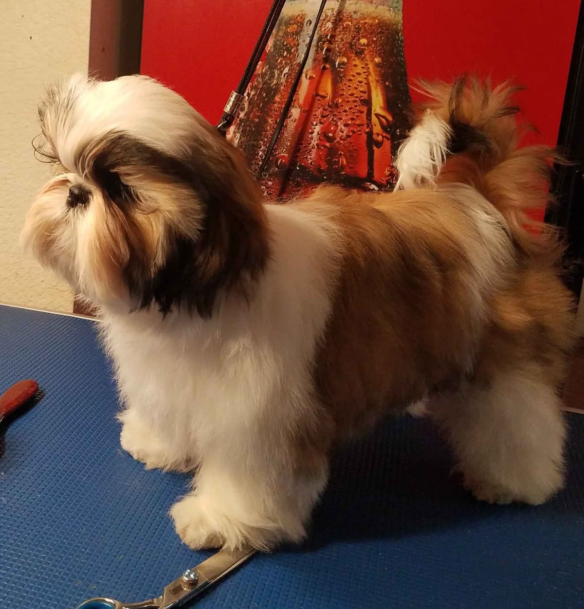 Shih Tzu Puppies Grand Champion Dam and Sire breeder image 8