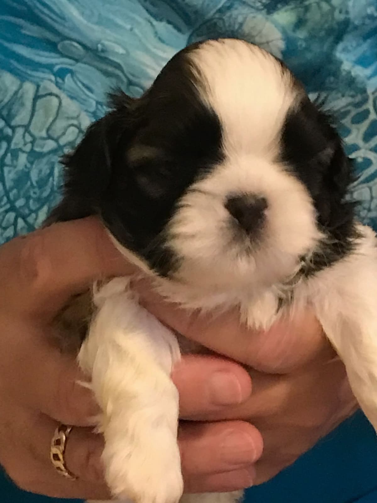 Shih Tzu Puppies Grand Champion Dam and Sire breeder image 9
