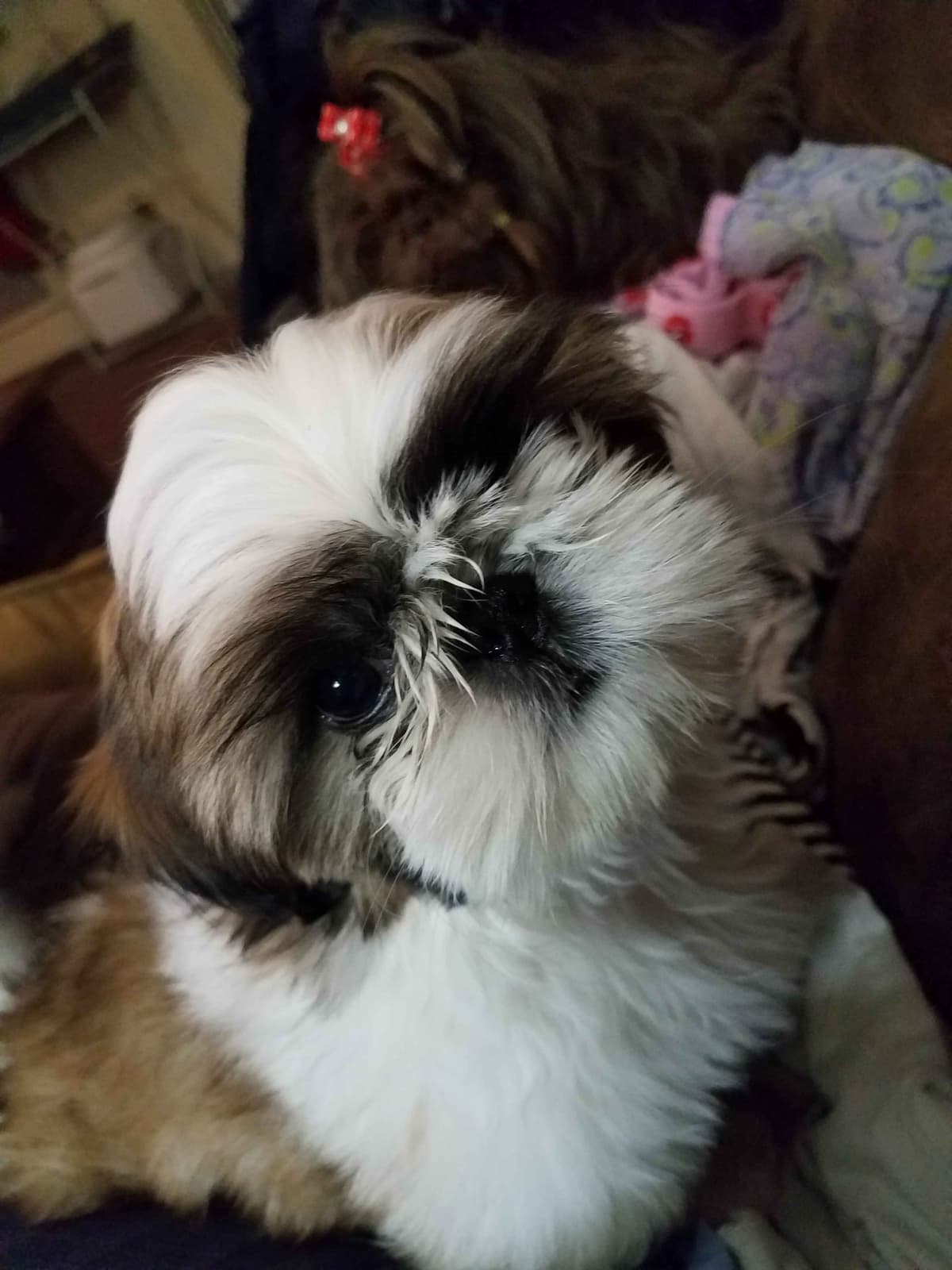 Shih Tzu Puppies Grand Champion Dam and Sire breeder image 17