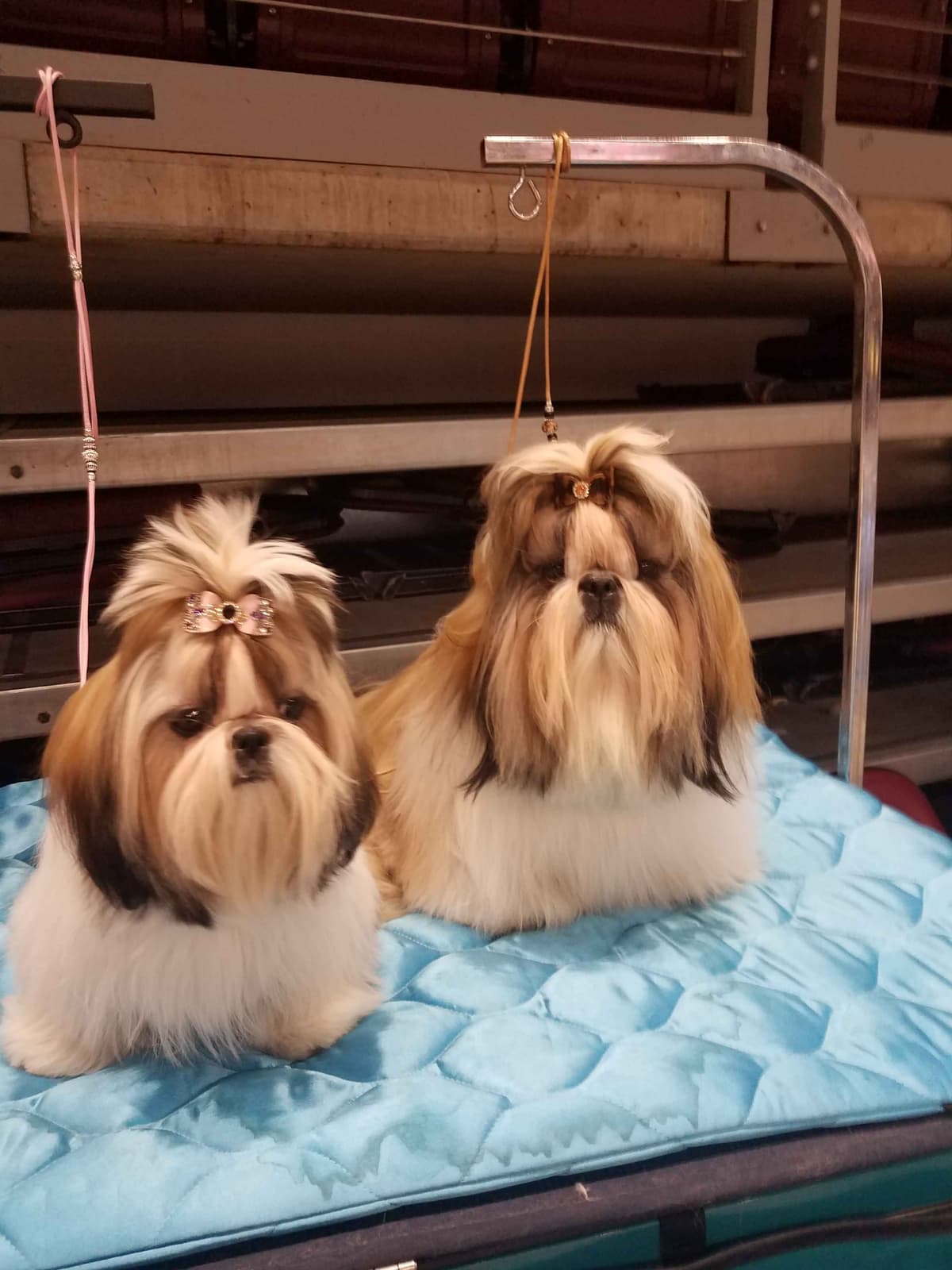 Shih Tzu Puppies Grand Champion Dam and Sire breeder image 15