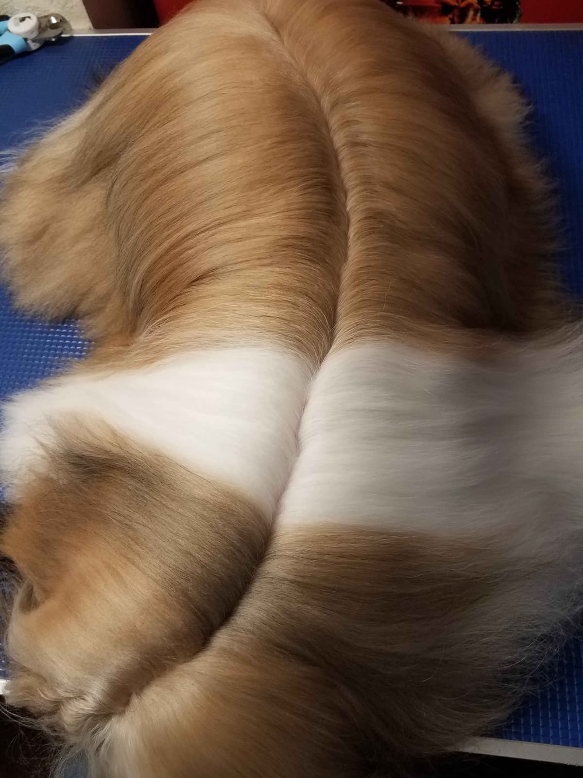 Shih Tzu Puppies Grand Champion Dam and Sire breeder image 21