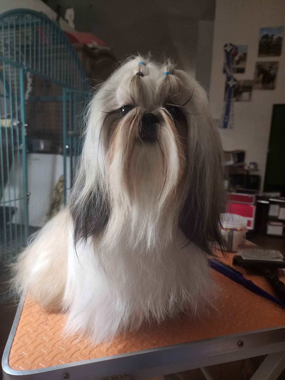 Shih Tzu Puppies Grand Champion Dam and Sire breeder image 18