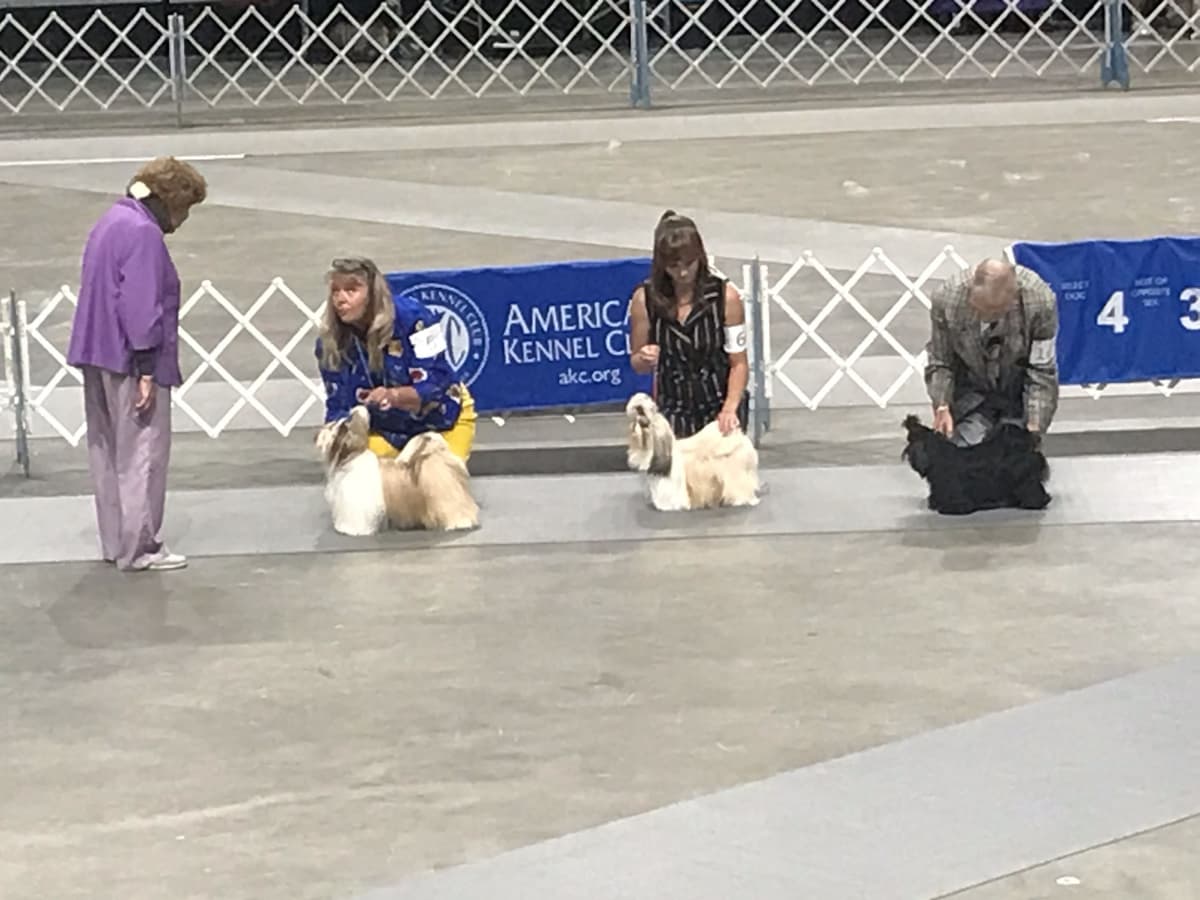 Shih Tzu Puppies Grand Champion Dam and Sire breeder image 16