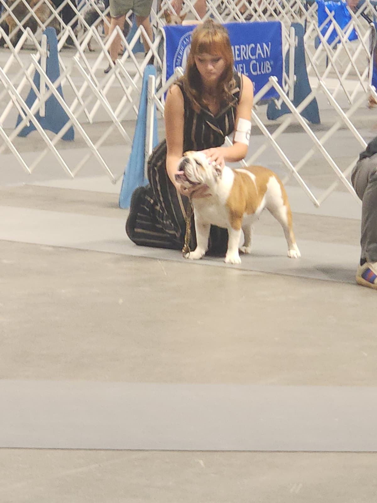 Shih Tzu Puppies Grand Champion Dam and Sire breeder image 19