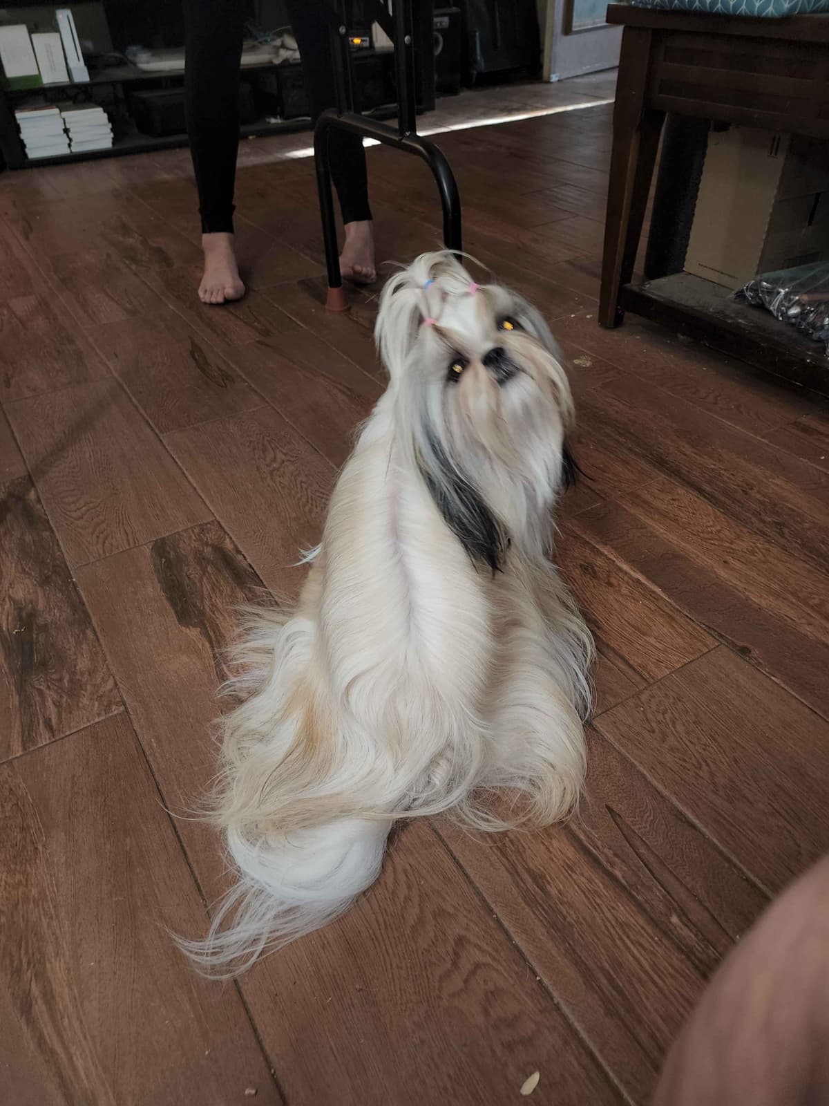 Shih Tzu Puppies Grand Champion Dam and Sire breeder image 20