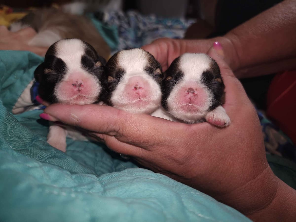 Shih Tzu Puppies Grand Champion Dam and Sire breeder image 24