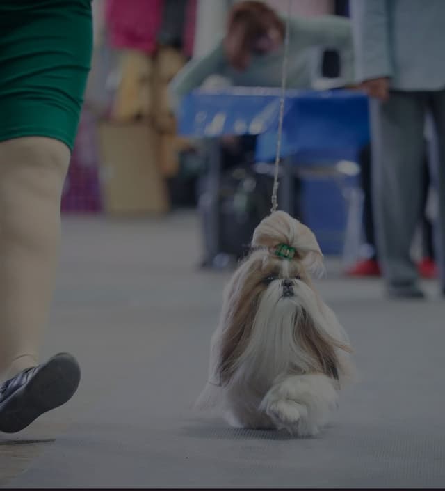 Shih Tzu Puppies Grand Champion Dam and Sire media 4