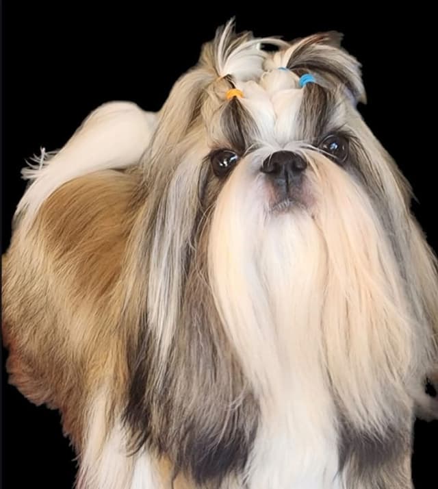 Shih Tzu Puppies Grand Champion Dam and Sire media 5