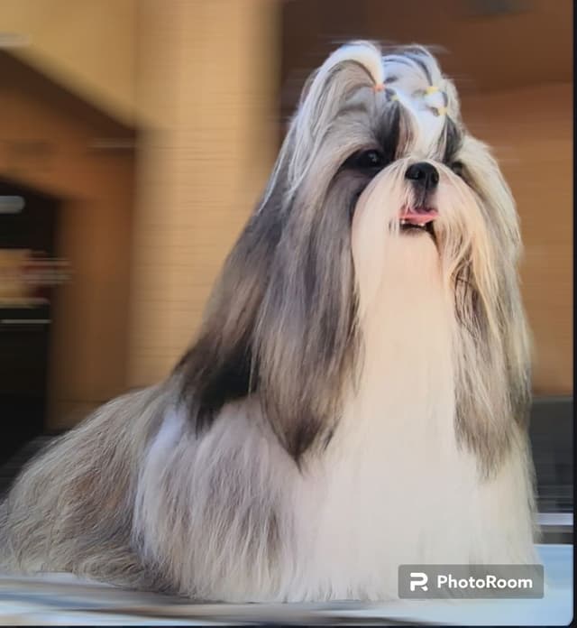 Shih Tzu Puppies Grand Champion Dam and Sire media 2