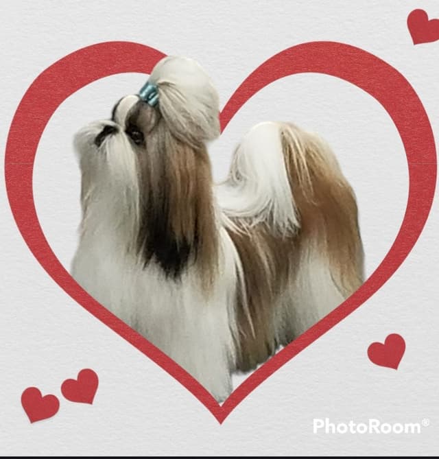 Shih Tzu Puppies Grand Champion Dam and Sire media 3