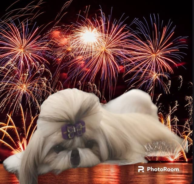 Shih Tzu Puppies Grand Champion Dam and Sire media 6