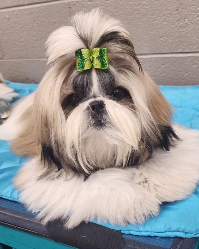 Shih Tzu Puppies Grand Champion Dam and Sire media 7