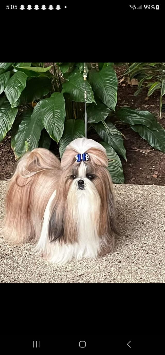 Shih Tzu Puppies Grand Champion Dam and Sire media 9