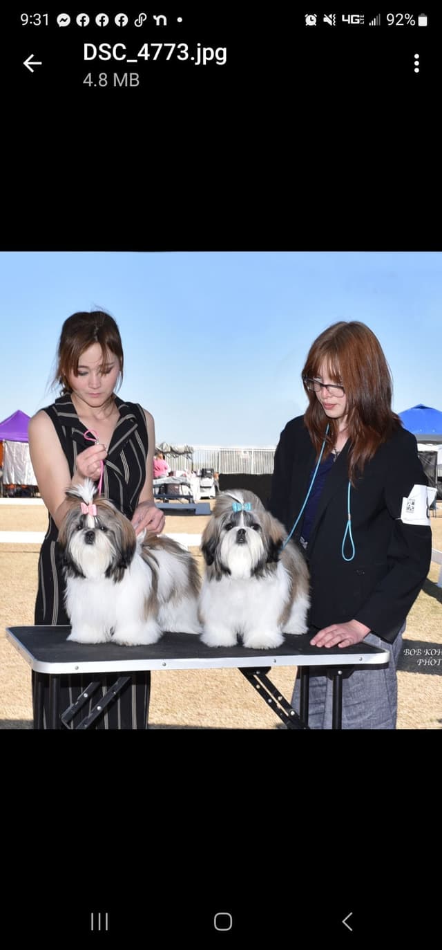 Shih Tzu Puppies Grand Champion Dam and Sire media 10
