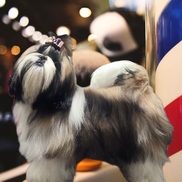 Shih Tzu Puppies Grand Champion Dam and Sire media 11