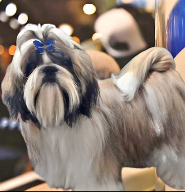 Shih Tzu Puppies Grand Champion Dam and Sire media 12