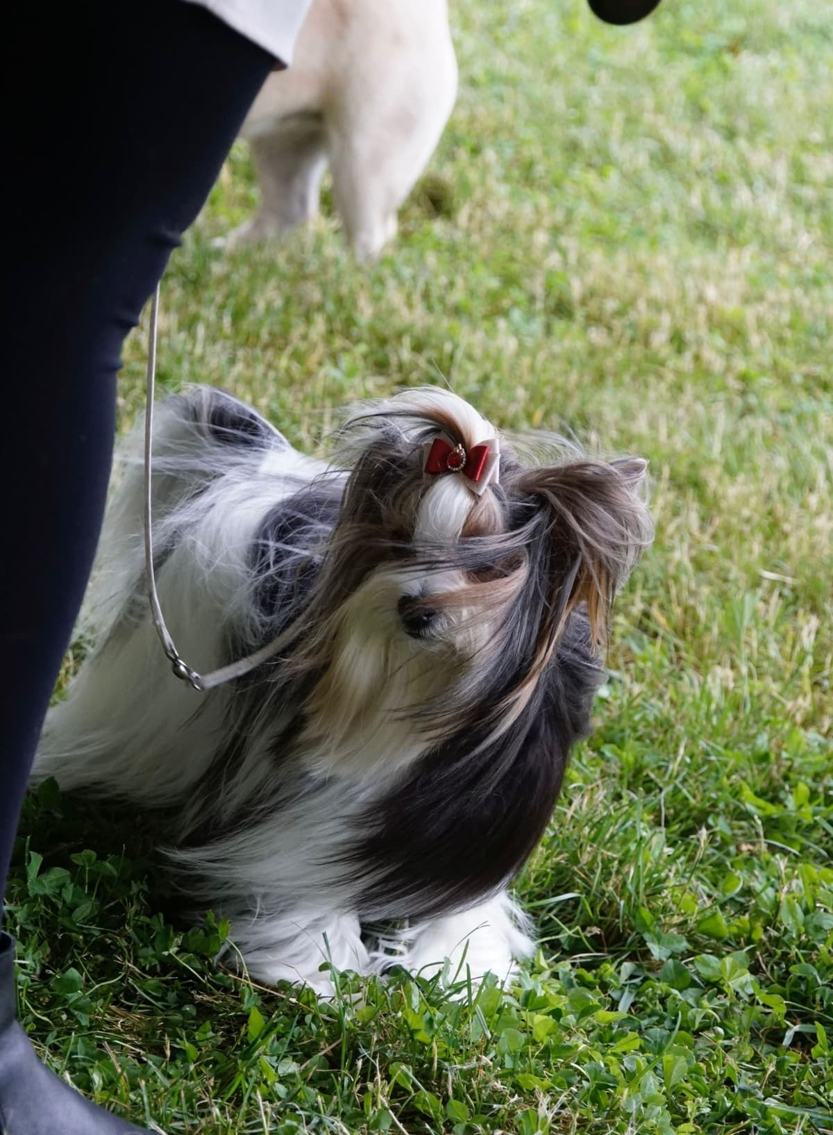Biewer Terrier Puppies breeder image 10