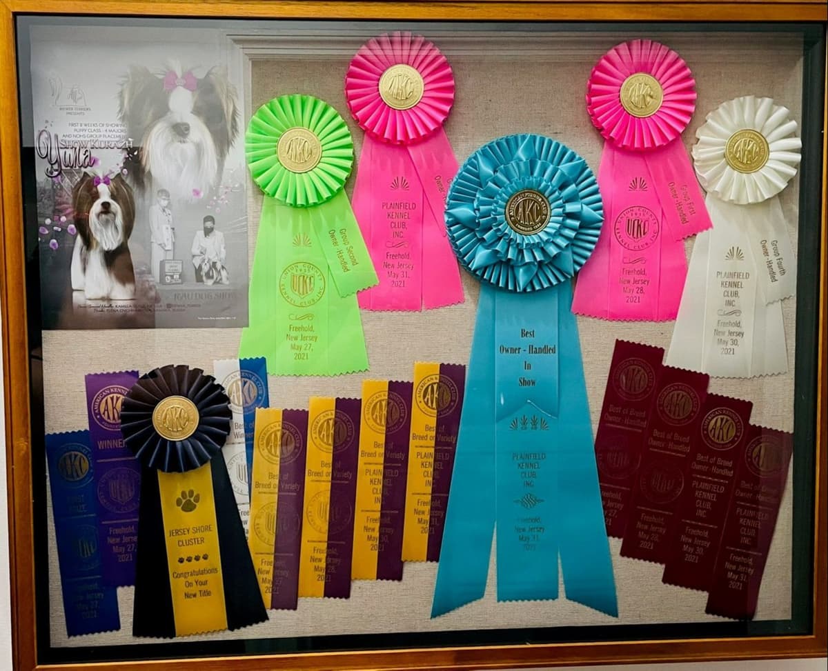 Biewer Terrier Puppies breeder image 9