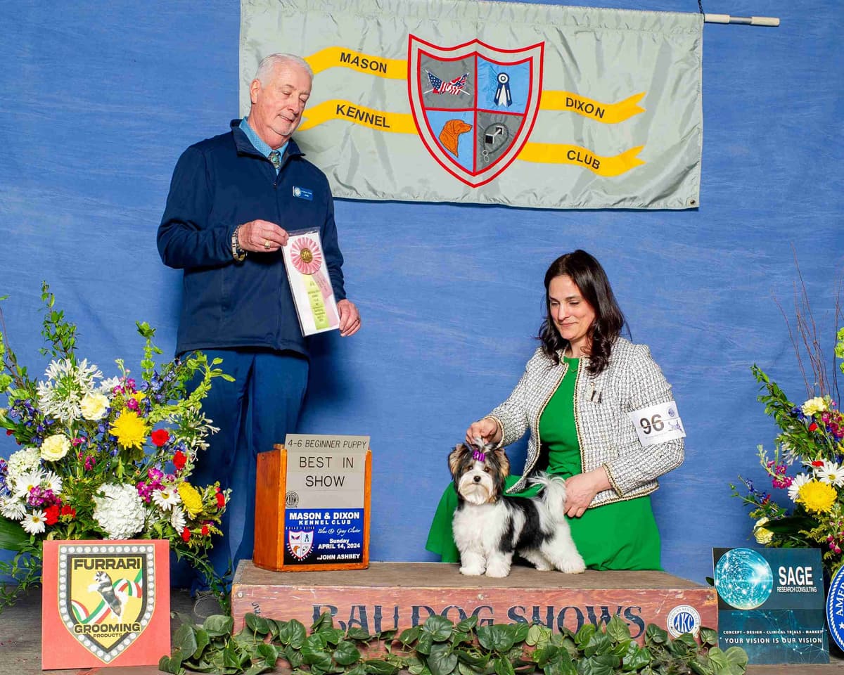 Biewer Terrier Puppies breeder image 3