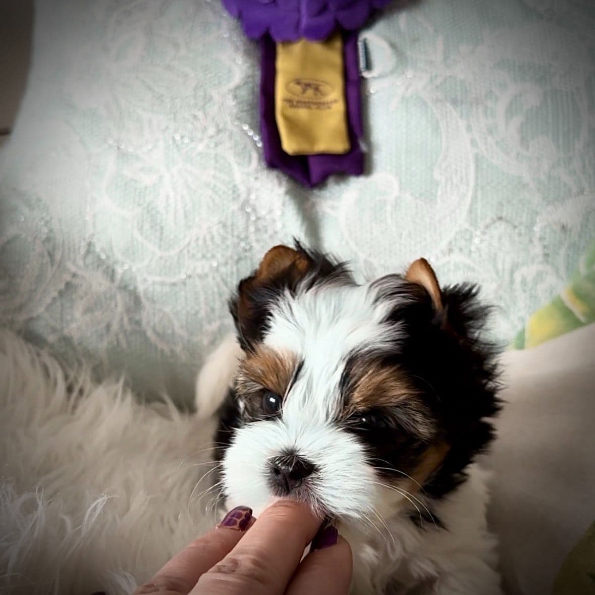 Biewer Terrier Puppies breeder image 17