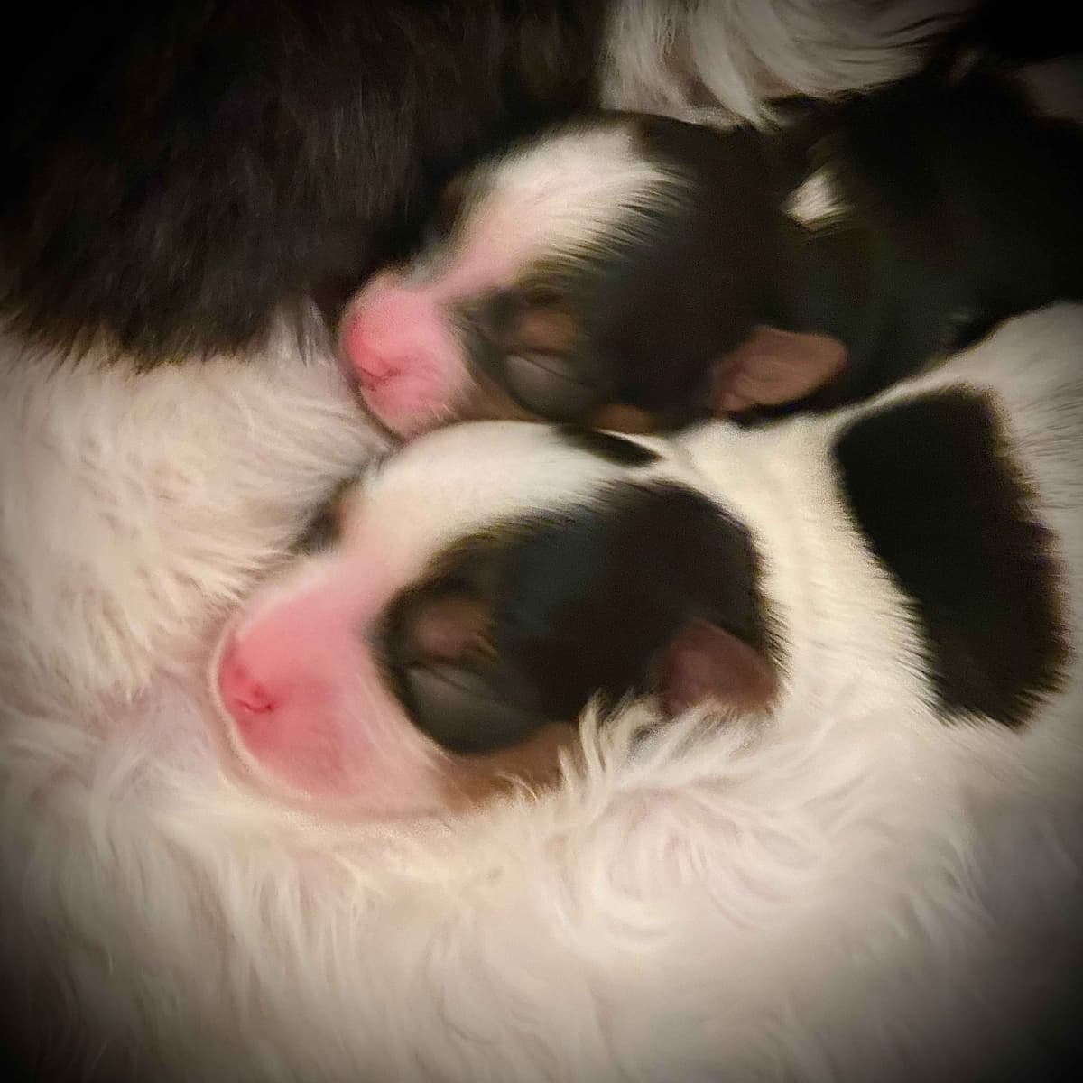 Biewer Terrier Puppies breeder image 19