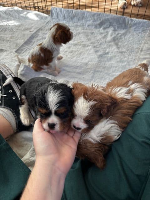 Cavalier King Charles Spaniel Puppies breeder image 1